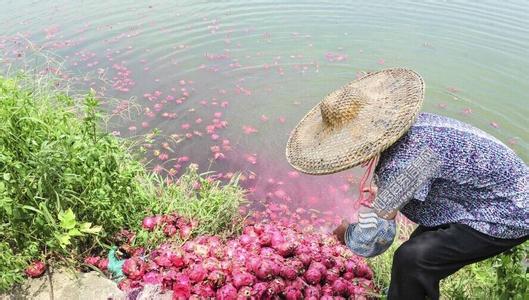 更多的冷库安装才能真正意义上解决水果滞销问题