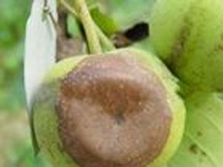 梨褐烫病